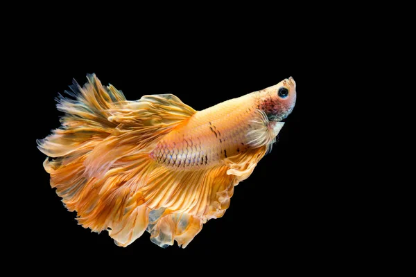 Gult guld Betta fisk, Siamese Fighting fisk på svart bakgrunds — Stockfoto