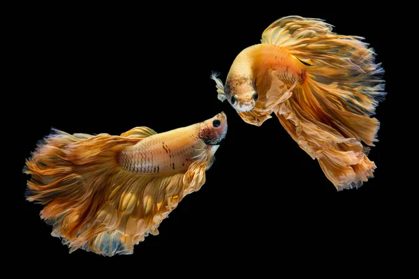 イエローゴールドベッタ魚、黒いバックグローンで魚と戦うシャム — ストック写真
