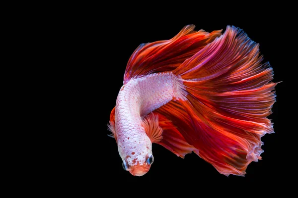 Rosa och röd Betta fisk, Siamese Fighting fisk på svart bakgrun — Stockfoto