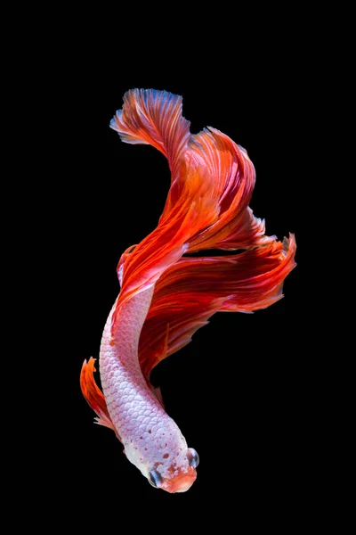 Peces betta rosados y rojos, peces siameses de lucha sobre fondo negro — Foto de Stock
