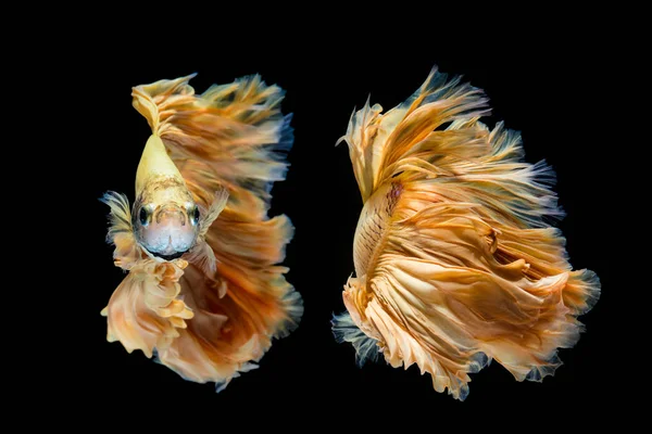 Peces betta de oro amarillo, peces siameses de lucha sobre fondo negro — Foto de Stock