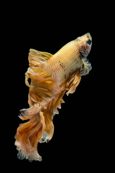 Peces betta de oro amarillo, peces siameses de lucha sobre fondo negro — Foto de Stock