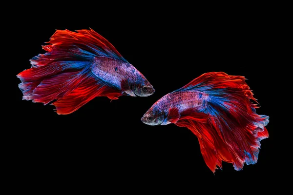Красная и синяя бетта рыба, сиамская боевая рыба на черной заднице — стоковое фото