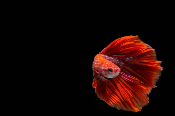 Röd Betta fisk, Siamese Fighting Fish på Black backgroundred bet — Stockfoto