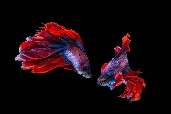 Red and blue betta fish, siamese fighting fish on black backgrou — Stock Photo, Image