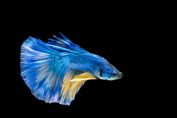 파란색과 노란색 베타 물고기, 검은 뒷면에 물고기 싸움 샴 — 스톡 사진