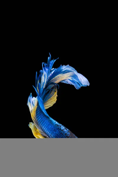 Blue and yellow betta fish, siamese fighting fish on black backg — Stock Photo, Image