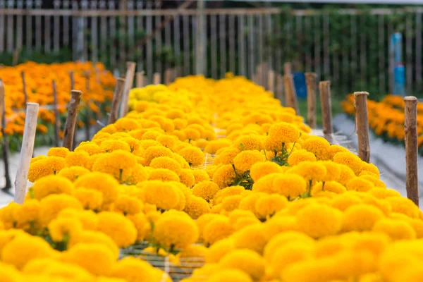 Naranja caléndulas campos de flores, enfoque selectivo — Foto de Stock