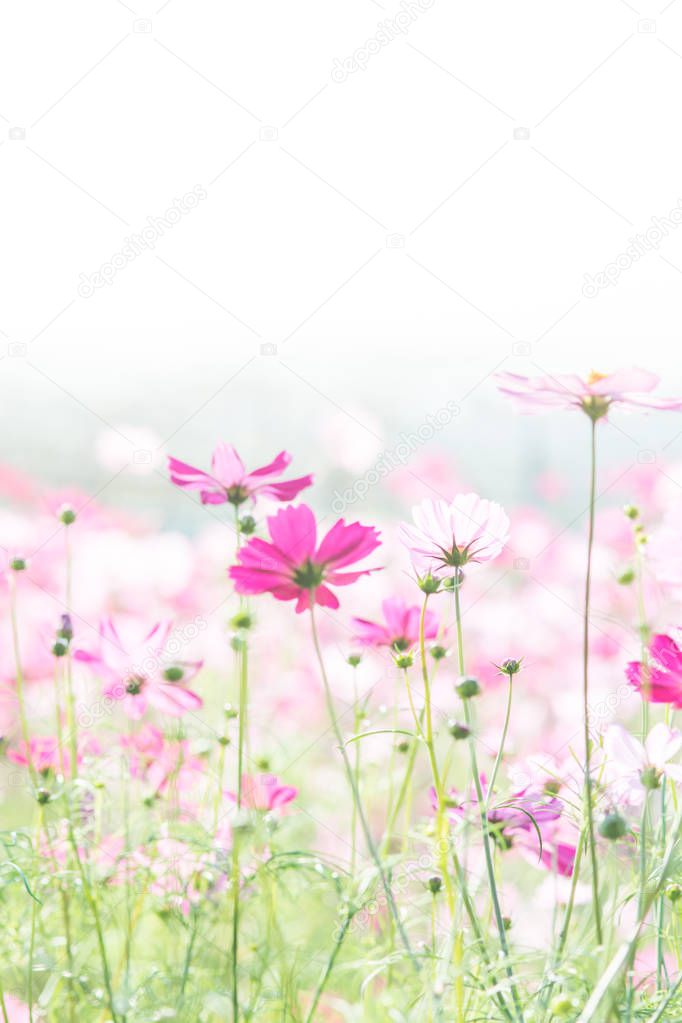 Soft, selective focus of Cosmos, blurry flower for background, c