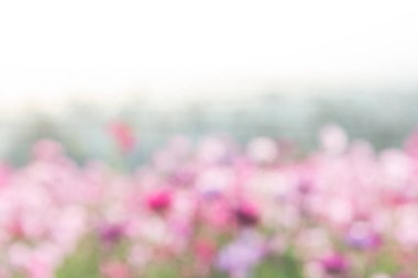 Cosmos yumuşak, seçici odak, arka plan için bulanık çiçek, c