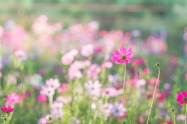 Cosmos yumuşak, seçici odak, arka plan için bulanık çiçek, c