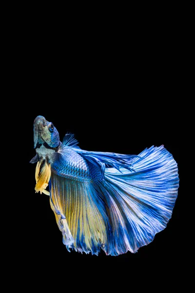 Blue and yellow betta fish, siamese fighting fish on black backg — Stock Photo, Image