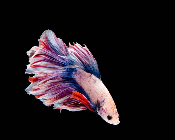 Multi-Color Betta hal, Sziámi harcoló hal fekete háttérképet — Stock Fotó