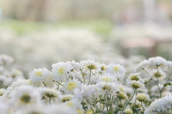 Flores de crisântemo branco, crisântemo no jardim. Desfoque — Fotografia de Stock