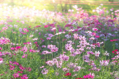 Cosmos yumuşak, seçici odak, arka plan için bulanık çiçek, c