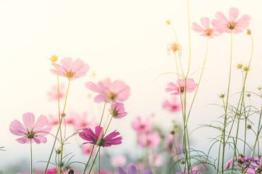Cosmos yumuşak, seçici odak, arka plan için bulanık çiçek, c