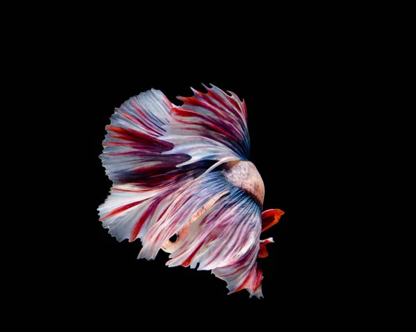 Pesce betta multicolore, pesci siamesi da combattimento su backgroun nero — Foto Stock