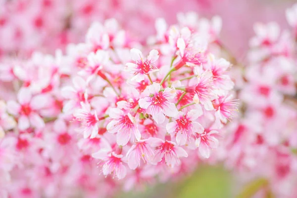 Spring time with beautiful cherry blossoms, pink sakura flowers. — Stock Photo, Image