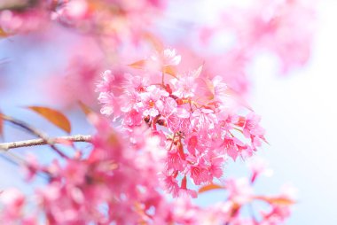 Yumuşak odak, odaklanmamış bulanık spri ile ilkbaharda Kiraz Çiçeği