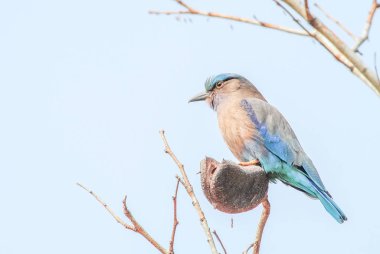 Indian Roller (Coracias benghalensis) dalüzerinde. Onlar fo vardır