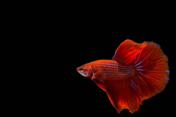 Red betta fish, siamese fighting fish on black background — Stock Photo, Image