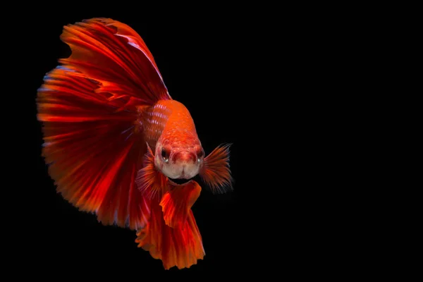 Röd betta fisk, siamesiska slåss fisk på svart bakgrund — Stockfoto