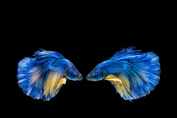 Blue and yellow betta fish, siamese fighting fish on black backg — Stock Photo, Image