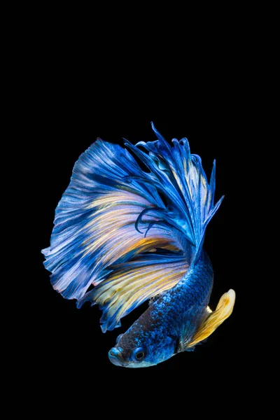 파란색과 노란색 베타 물고기, 검은 뒷면에 물고기 싸움 샴 — 스톡 사진