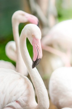 Pembe Flamingo-yakın, tüyleri güzel bir boyama vardır.