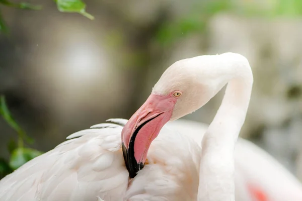 Pink Flamingo-close up, it has a beautiful coloring of feathers.