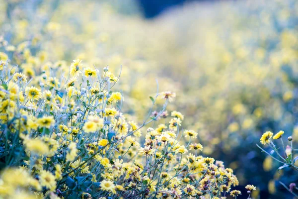 花园里的黄菊花，菊花。模糊 — 图库照片