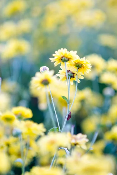 花园里的黄菊花，菊花。模糊 — 图库照片