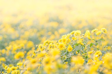 Sarı krizantem çiçekleri, bahçede krizantem. Bulanık