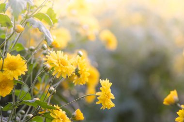 Sarı krizantem çiçekleri, bahçede krizantem. Bulanık