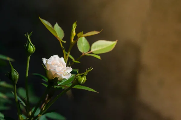 Rose en warm licht in tuin achtergrond, mooie momenten van — Stockfoto