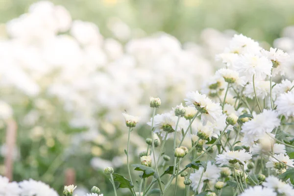 Weiße Chrysanthemenblüten, Chrysanthemen im Garten. verschwommen — Stockfoto