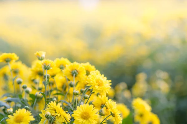 Flores de crisantemo amarillo, crisantemo en el jardín. Borroso. — Foto de Stock