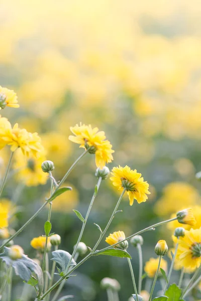 Flores de crisantemo amarillo, crisantemo en el jardín. Borroso. — Foto de Stock