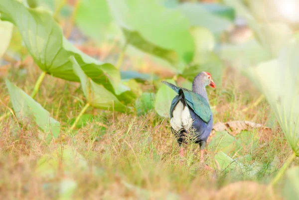 Blurry Purple Swamphen, fond d'oiseaux. C'est un grand rail, ma — Photo