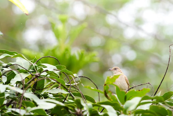 Raya de bulbul oído de pie en las ramas en el bosque . — Foto de Stock