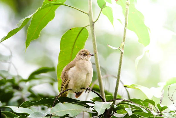 A linha de bulbul está nos galhos da floresta. . — Fotografia de Stock