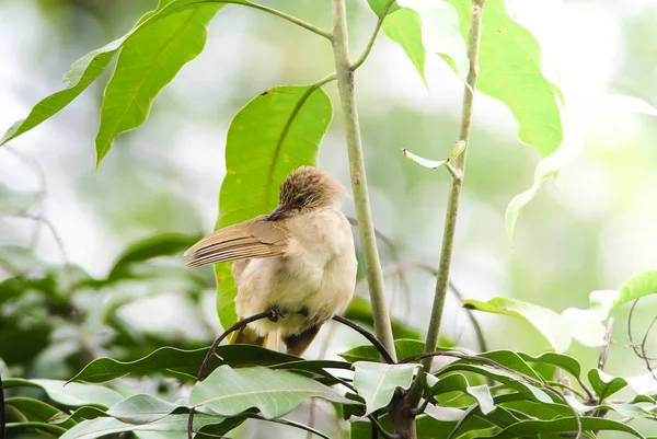 Bulbul aux oreilles brisées se tenant sur des branches dans la forêt . — Photo