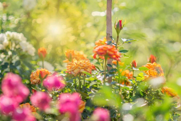 玫瑰和温暖的光在花园背景，美丽的时刻 — 图库照片