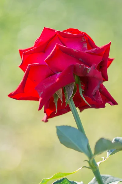 Rose and warm light in garden background, beautiful moments of — стоковое фото