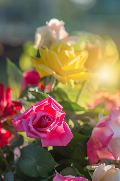 Rose and warm light in garden background, beautiful moments of — стоковое фото