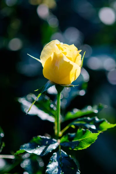 玫瑰和温暖的光在花园背景，美丽的时刻 — 图库照片