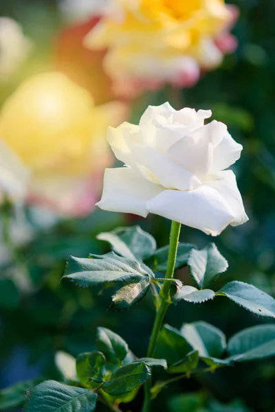 Rose and warm light in garden background, beautiful moments of — стоковое фото