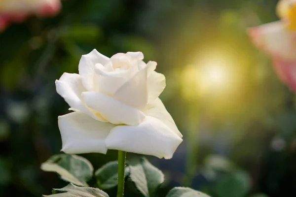 Rose and warm light in garden background, beautiful moments of — стоковое фото