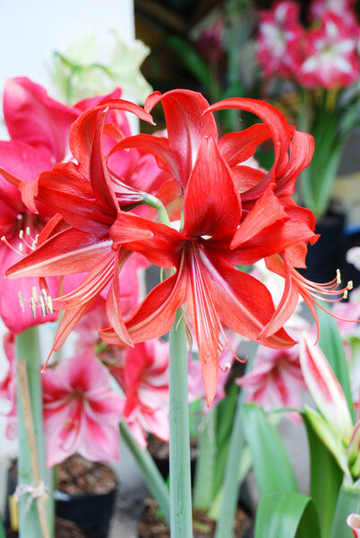 Amarylis flower, full bloom in a tropical botanical garden. Hipp