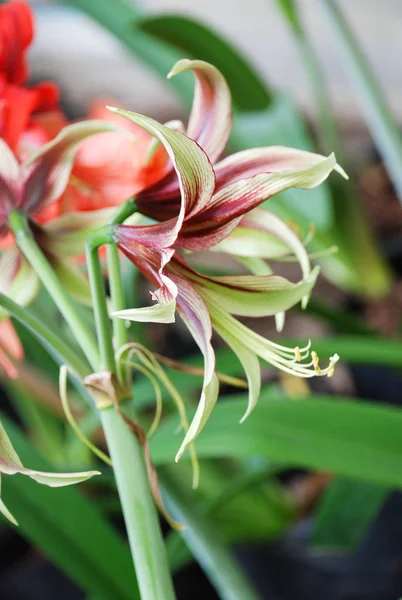 Amarylis-Blume, in voller Blüte in einem tropischen botanischen Garten. hipp — Stockfoto